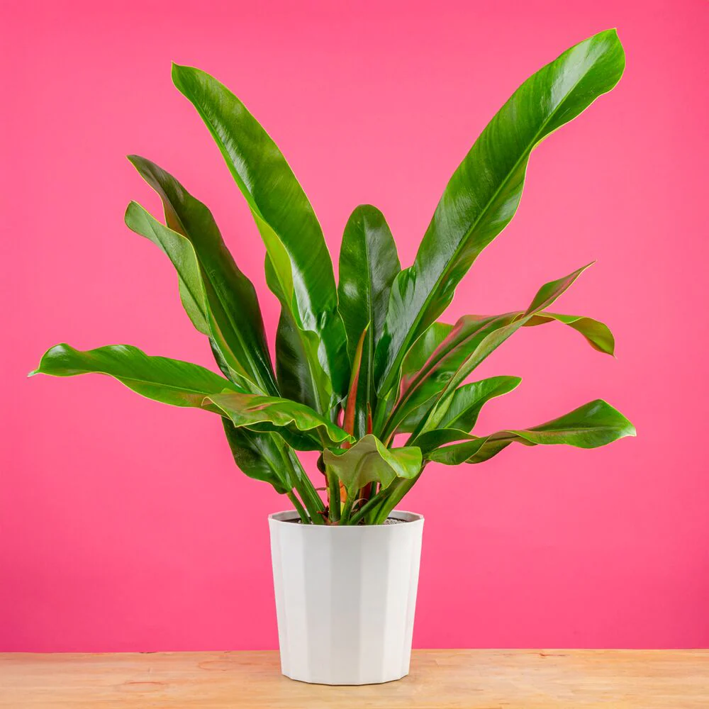 Trending Tropicals® Collection